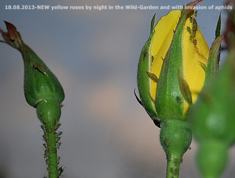 Aphids on yellow roses